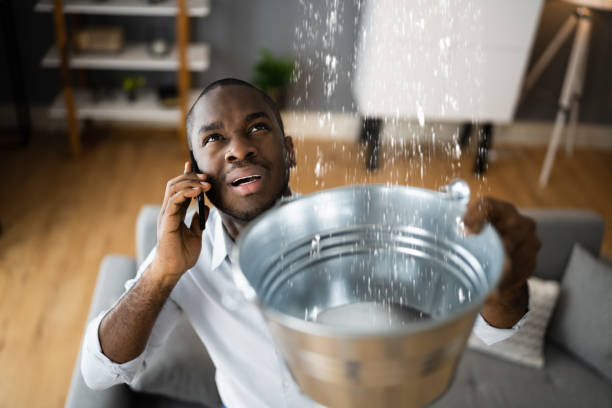 Best Mold removal after water damage  in South Roxana, IL