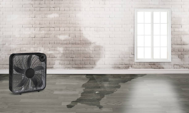 Best Local water damage restoration  in South Roxana, IL